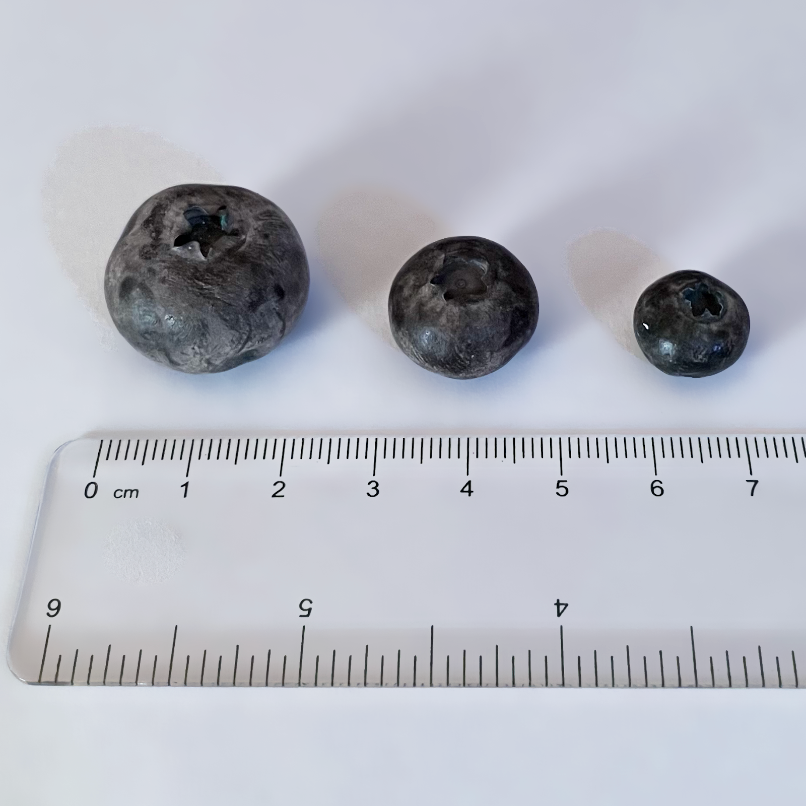 Blueberries arranged in order of size by a ruler
